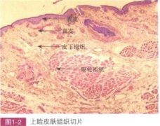 眼瞼的構(gòu)造基礎(chǔ)