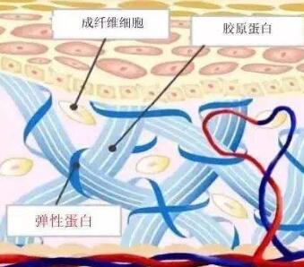 膠原蛋白豐唇手術(shù)沒問題嗎?