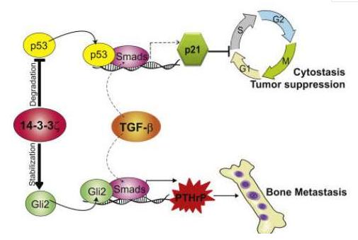 填充之后的副作用有哪些？