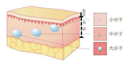 玻尿酸美容的原理是什么呢?