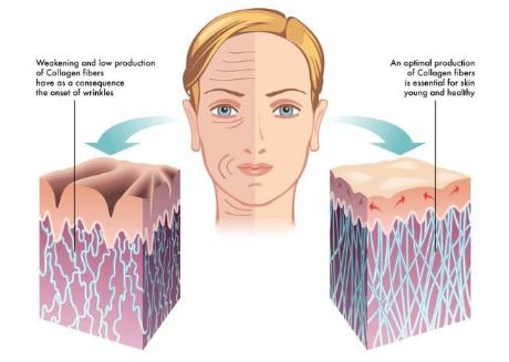 法令紋形成的原因