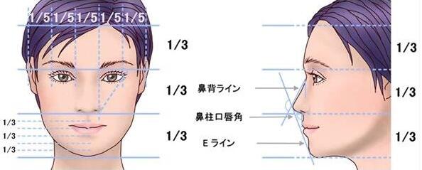 標(biāo)準(zhǔn)鼻部占面部的比例