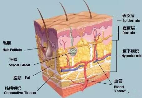 這個吸脂層次要做的好了