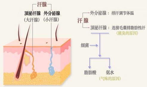 這些科學有的方法不止去除你的狐臭