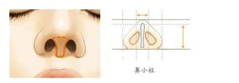 鼻子的美可是至關(guān)重要