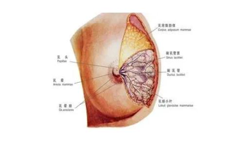 多大可以做乳房縮小手術(shù)，哪些情況適合做乳房縮小手術(shù)?